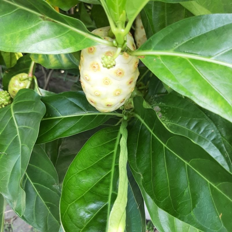 

Daun Dan Buah Mengkudu / Pace Segar