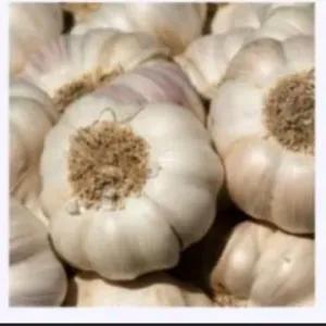 

Bawang Putih 100 Gram