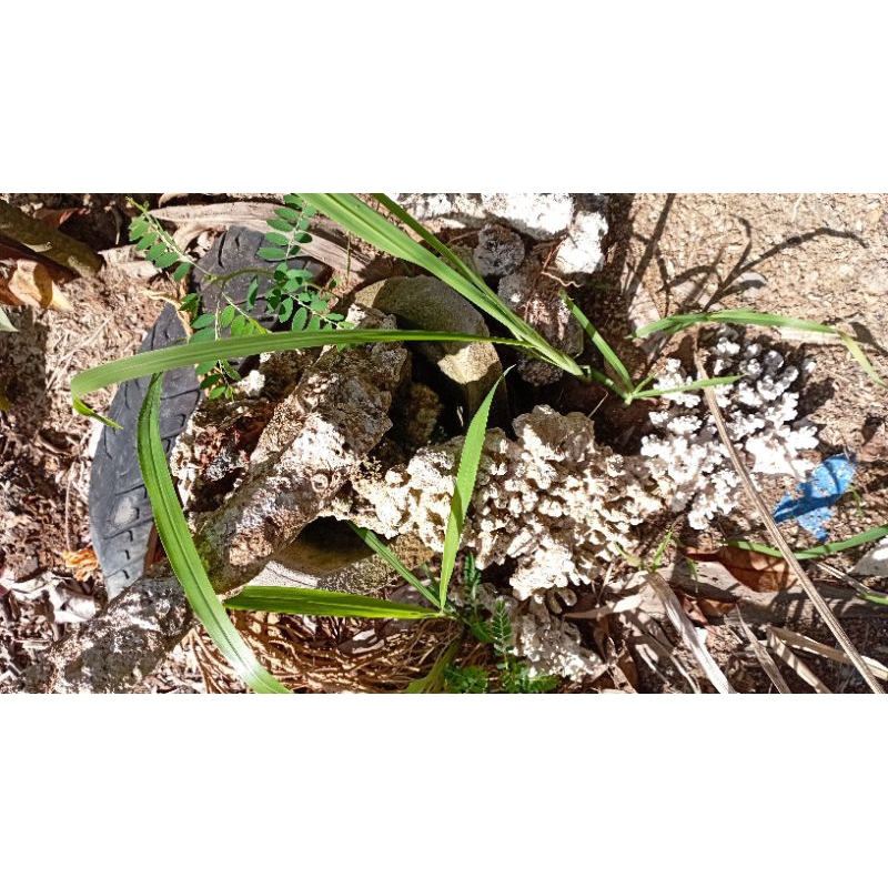 Batu karang untuk Aquascape