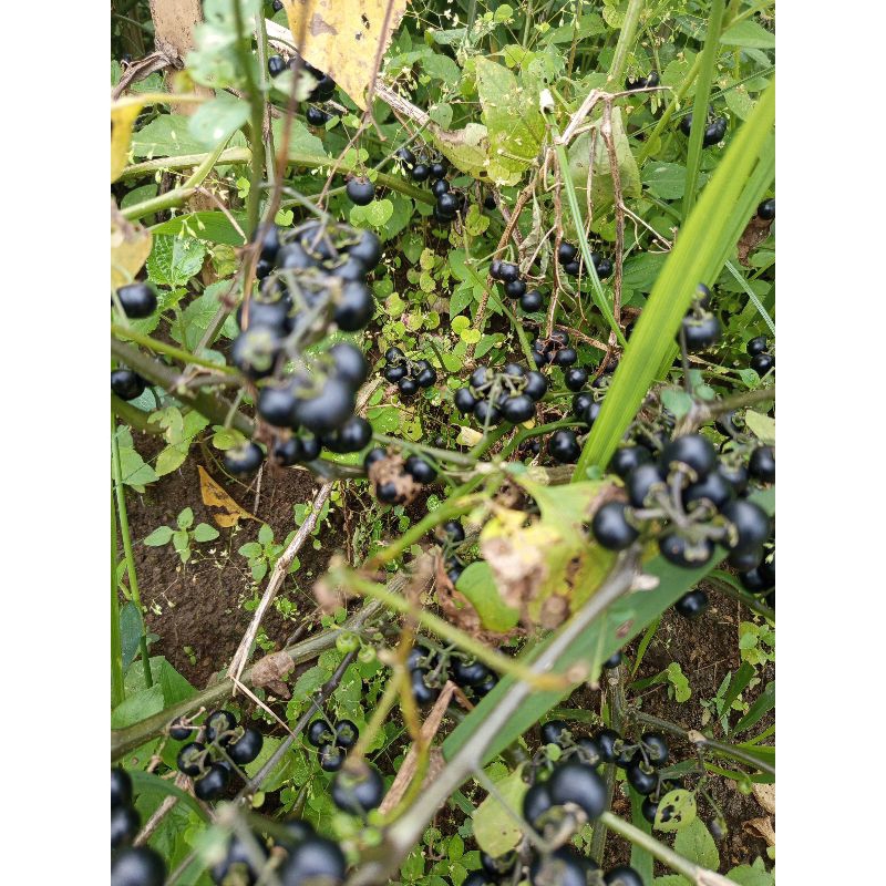 

buah leunca atau buah ranti segar dan muda 1kg
