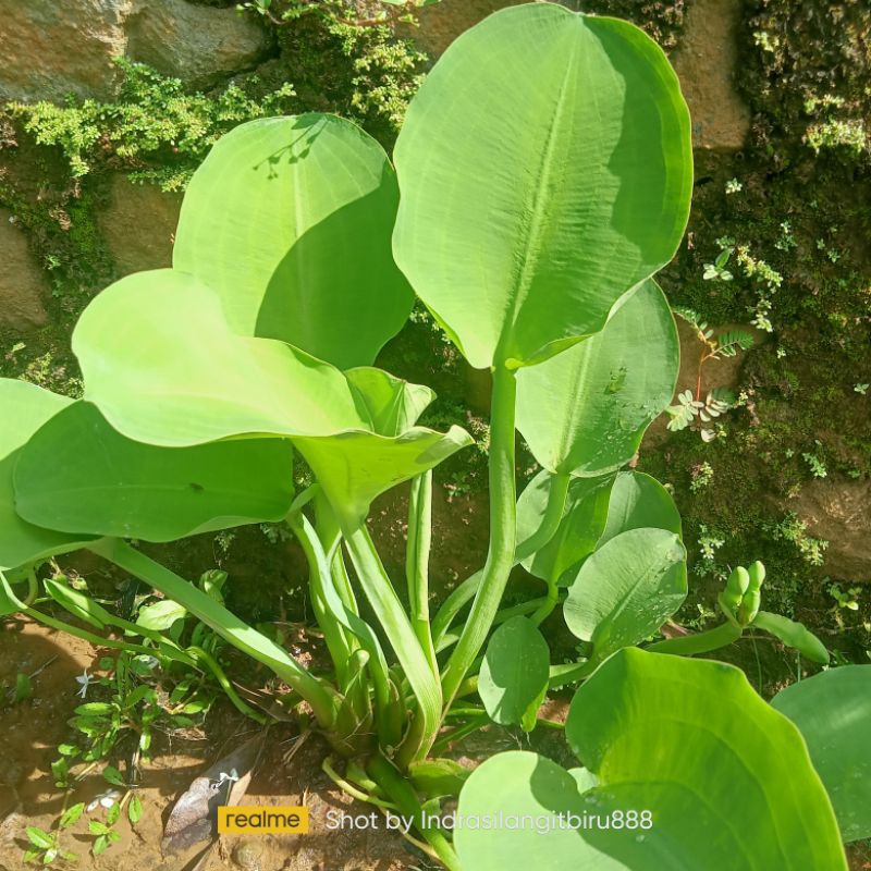 

Genjer, Eceng, Gendot, Lalapan Segar olahan sayur spesial