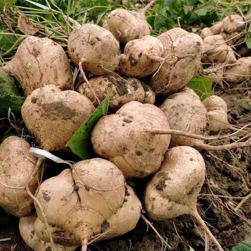 

bengkoang fresh dari lahan 500Gram / 1KG 2x