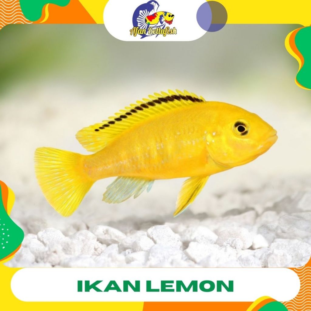 Ikan Lemon Cichild / Ikan Hias Air Tawar / Ikan Hias Aquascape