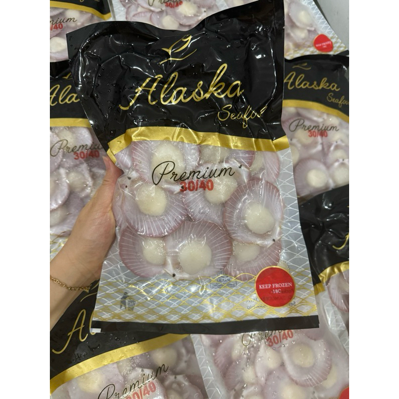 

scallop cangkang