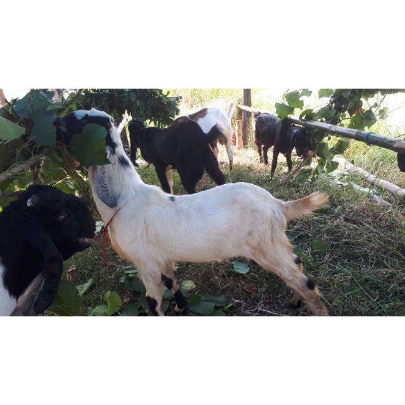 kambing qurban murah kambing qurban surabaya