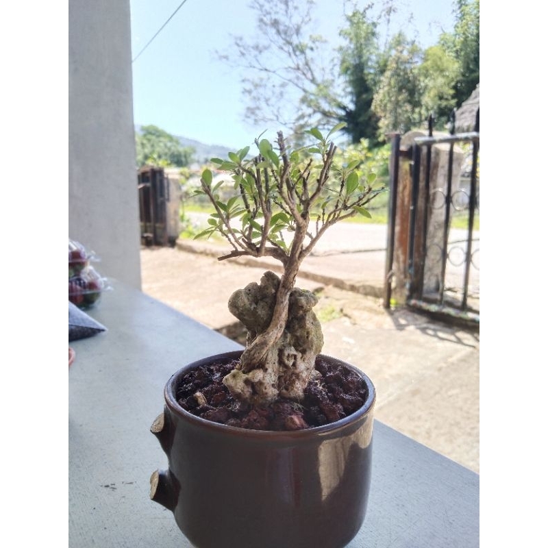 BonsaiMameSeribuBingtangOnTheRock