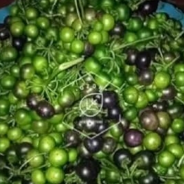 

Launca/lenca per 1kg murah
