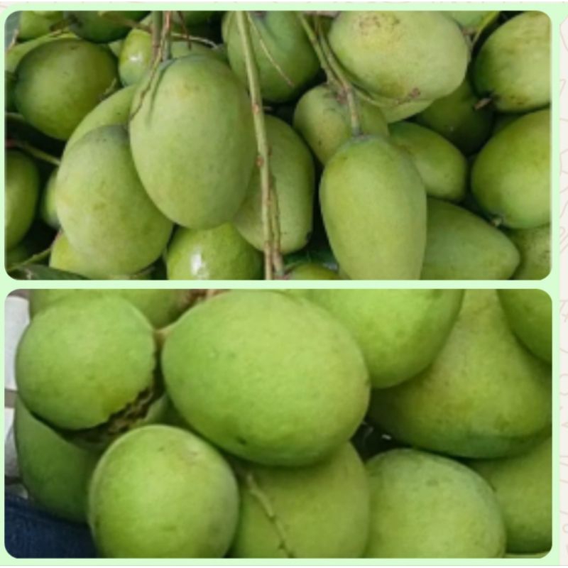 

mangga muda mini,1kg cocok buat rujak,tinggal belah isi banyak