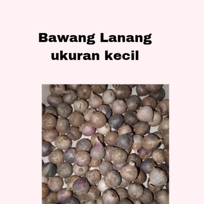 

Bawang Lanang/Bawang putih tunggal kecil,impor ,500gr