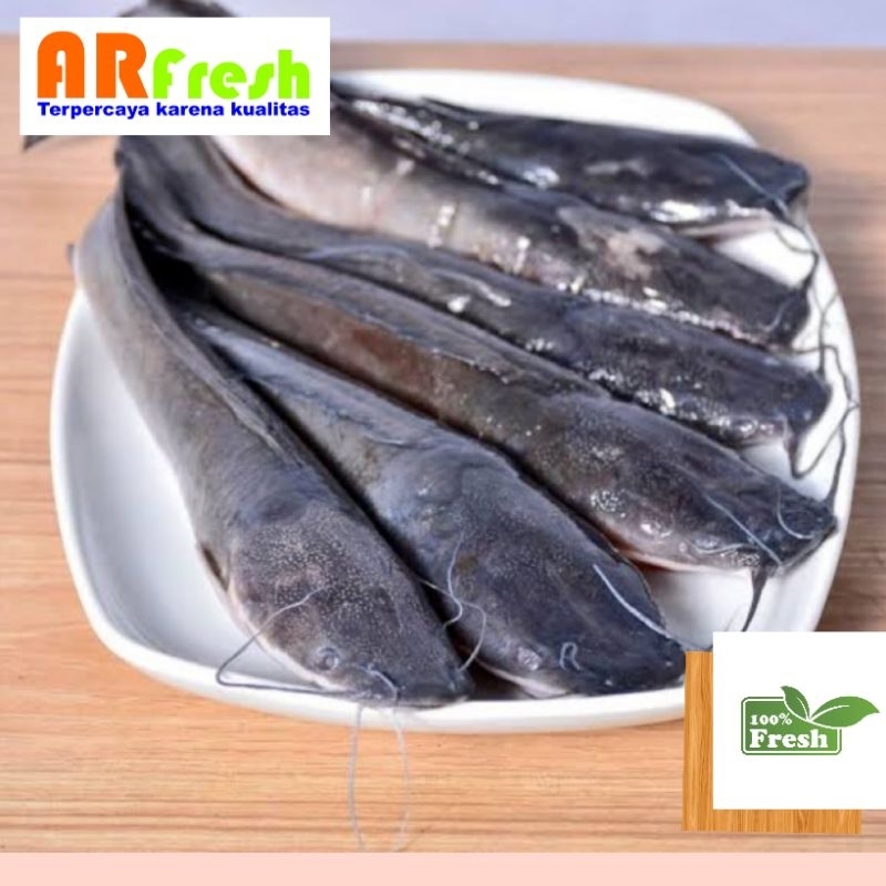 

Ikan Lele Siap Masak Sudah Bersih (500 gr)