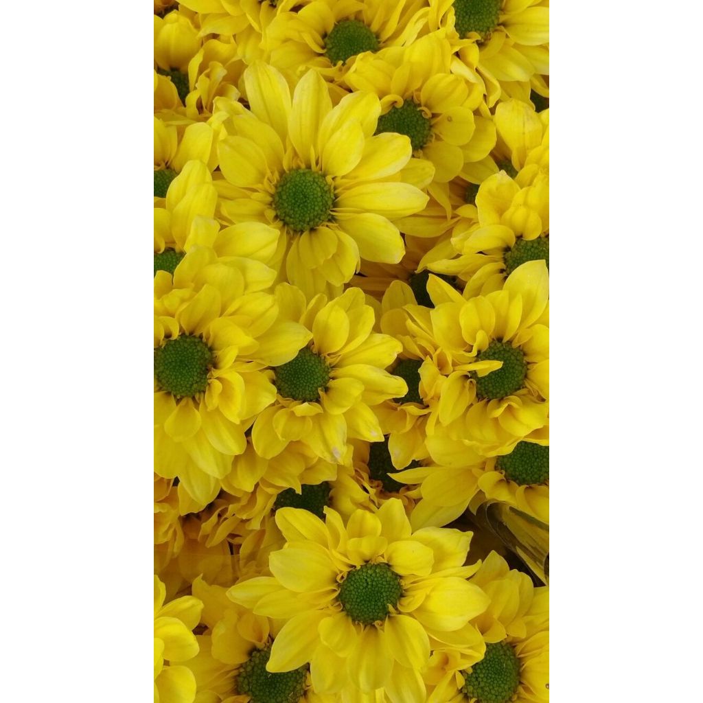 Bunga Aster Monalisa/Bunga Potong Murah/Fresh Flower/Bunga potong Lokal/Bunga potong import