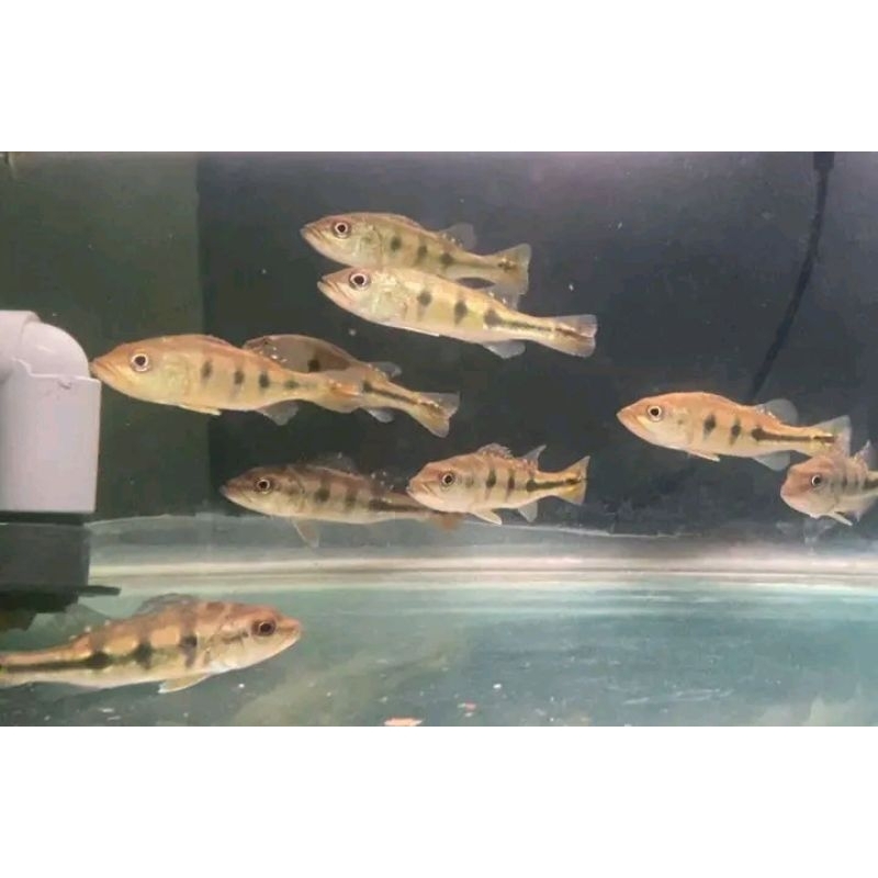 Pbass mono size 10-11cm realsize bergaransi COD hiasan aquarium termurah