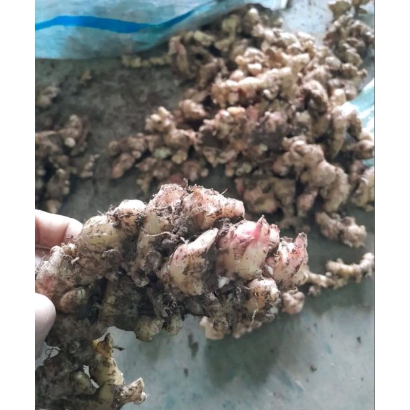 

JAHE EMPRIT MUDA 1kg