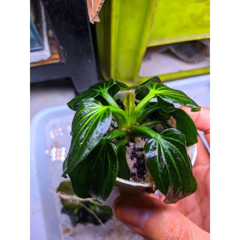 ECHINODORUS IGUAZU 2009 HIGH QUALITY- iguazu tanaman aquascape