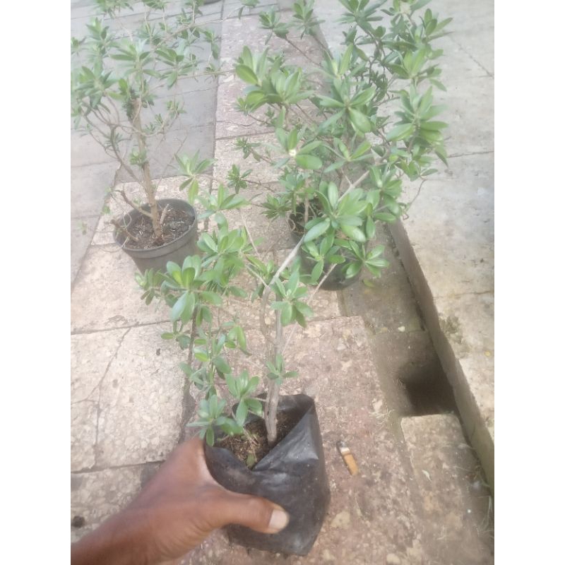 Bahan Bonsai santigi mawar super