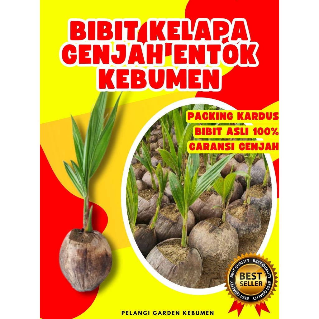 BIBIT UNGGUL.. Pokok Kelapa Hibrida, Pokok Kelapa Hibrida Bersertifikat