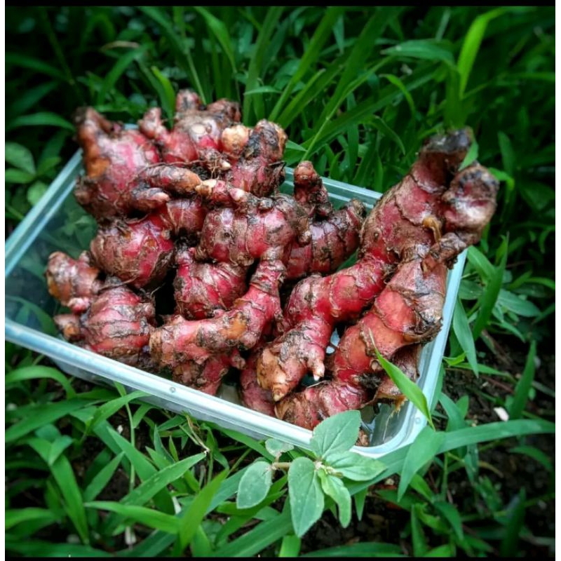 

jahe merah /red ginger segar bersih dari tanah 99% 1kg