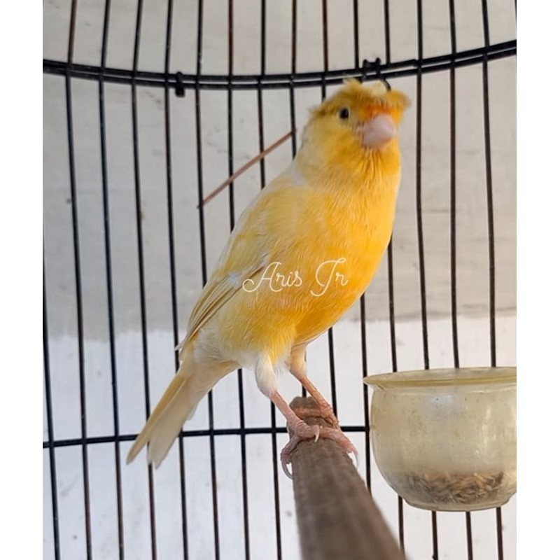 kenari Kuning Jambul Jantan Gacor/Bunyi