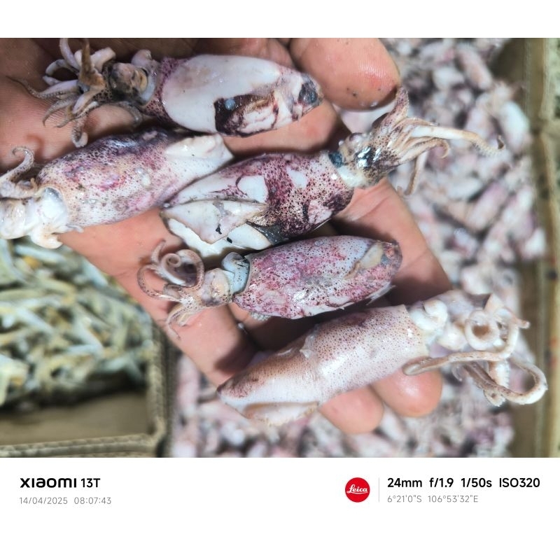 

ikan cumi kecil atou cumi baby 100 % terbaik