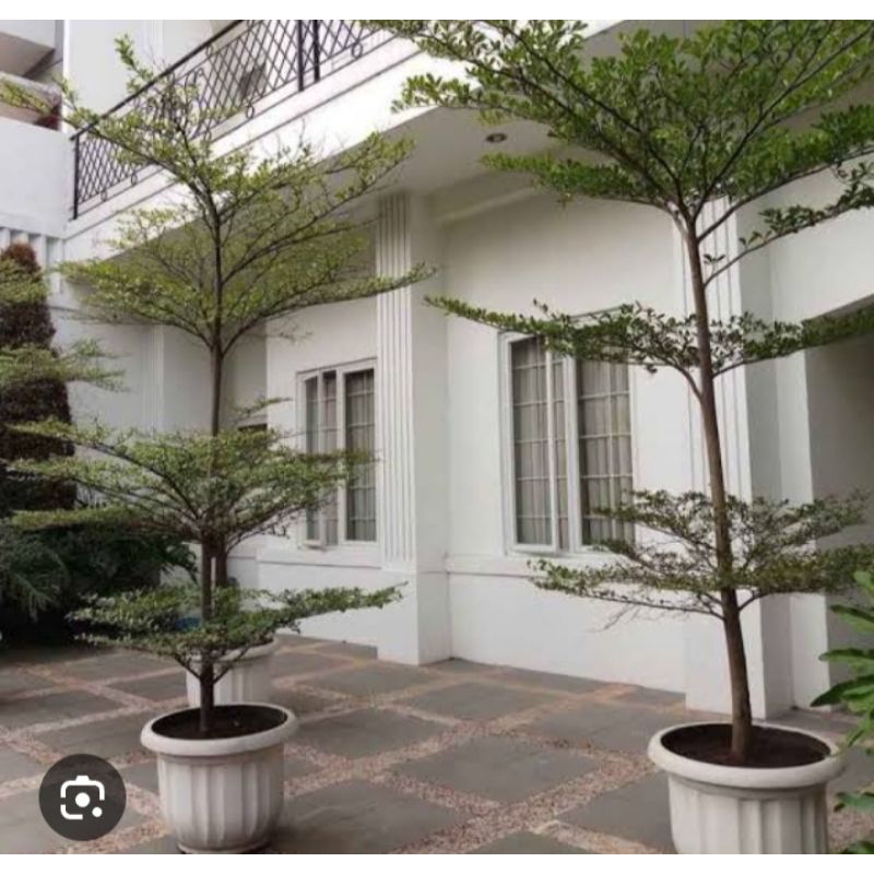 Pohon ketapang kencana tinggi 3meter