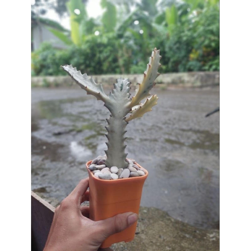 (BISA COD) Tanaman hias kaktus tulang putih bercabang kaktus euphorbia White ghost kaktus tulang tan