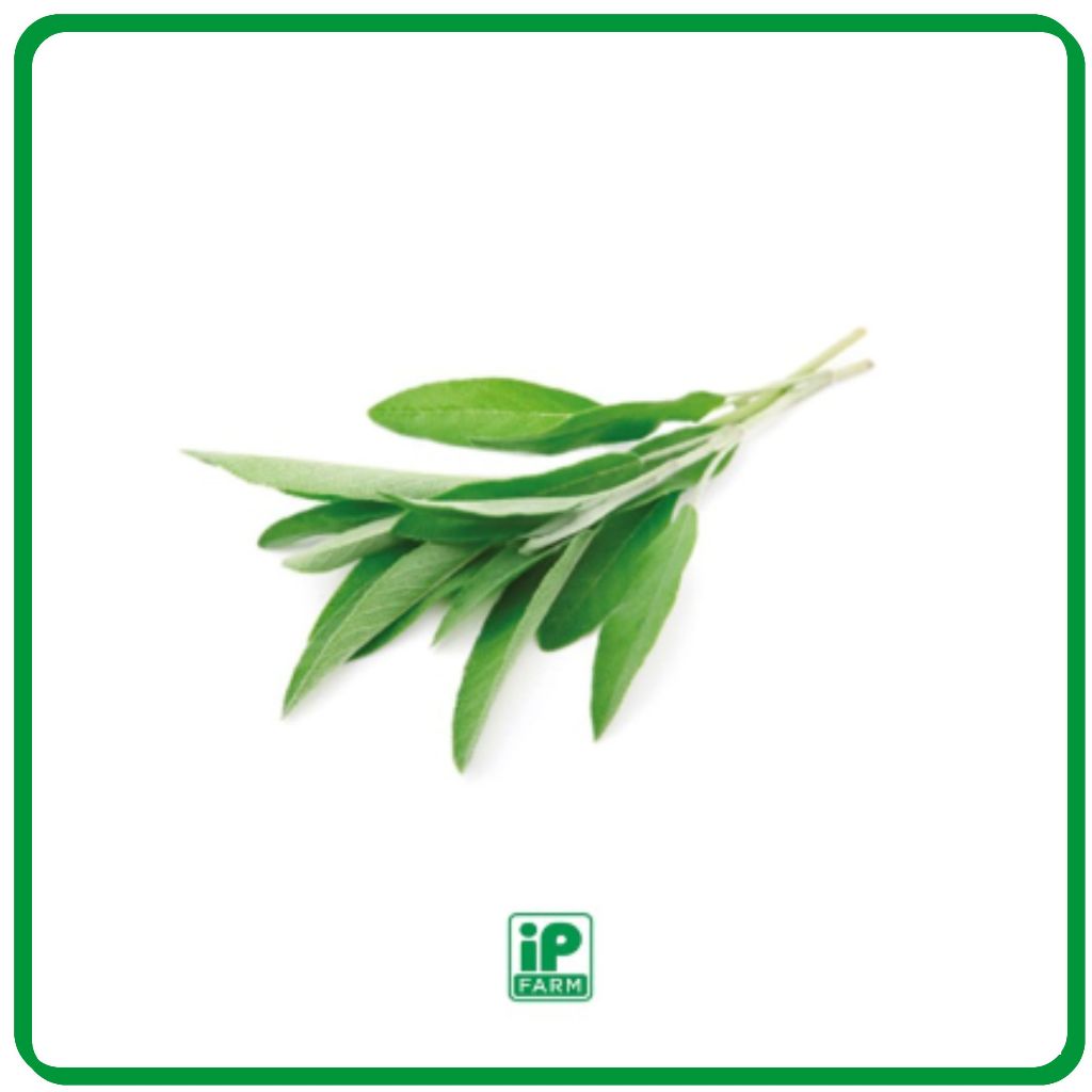 

Fresh Sage | Daun Sage Fresh | Sage Fresh Herbs