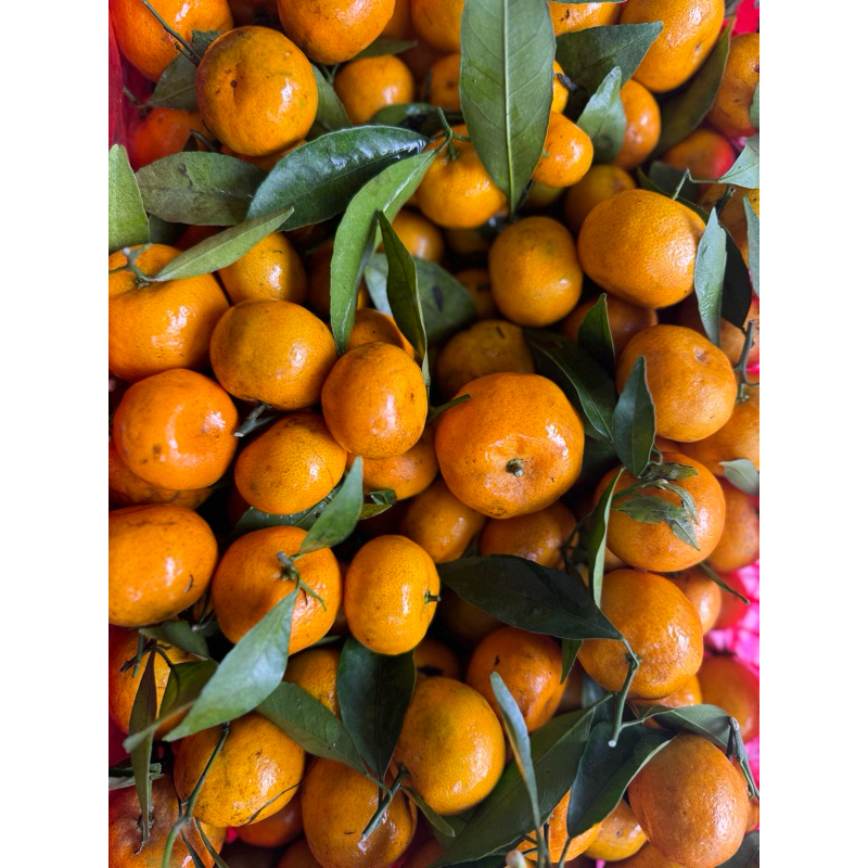 

Jeruk Santang Madu 500gr