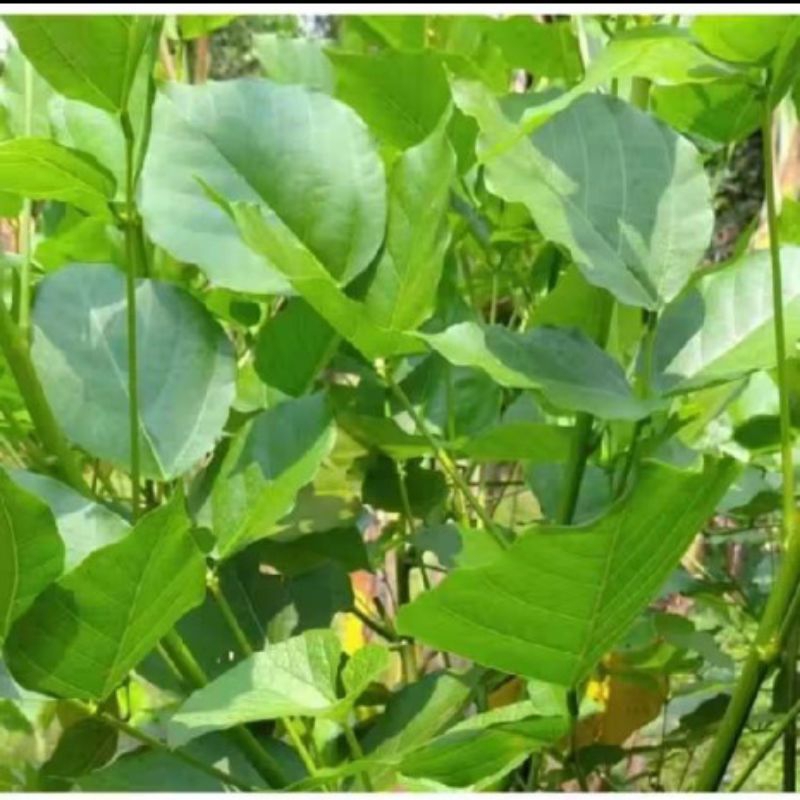 

Daun dadap segar 100 lembar