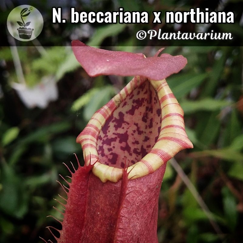 Tanaman Kantung Semar Nepenthes Beccariana x Northiana