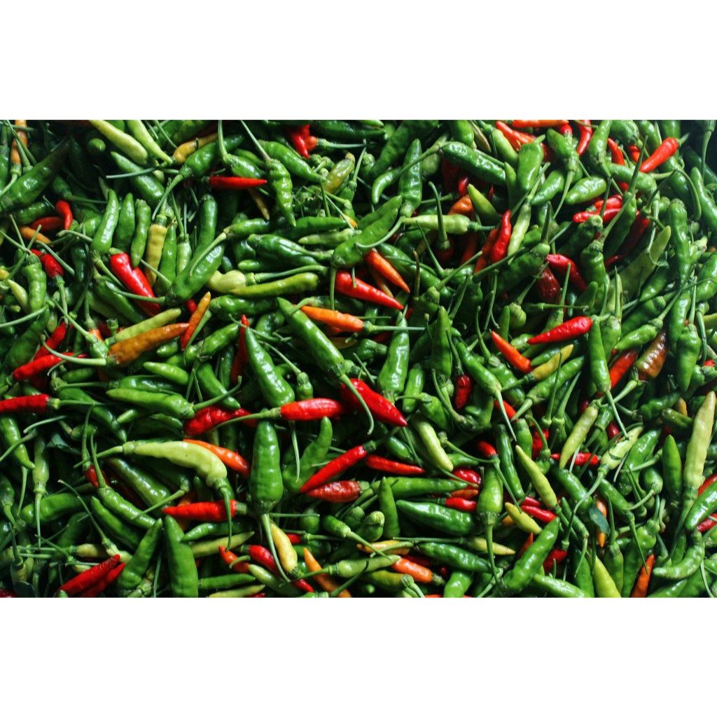 

CABE RAWIT SEGAR BERASTAGI LANGSUNG DARI KEBUN SENDIRI / CABAI HIJAU MERAH