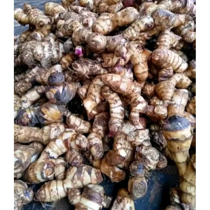 

ubi ganyong /ganyol