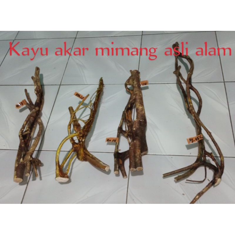 Kayu akar mimang asli alami