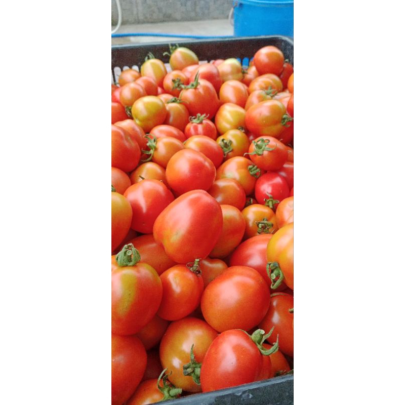 

Tomat premium 1kg