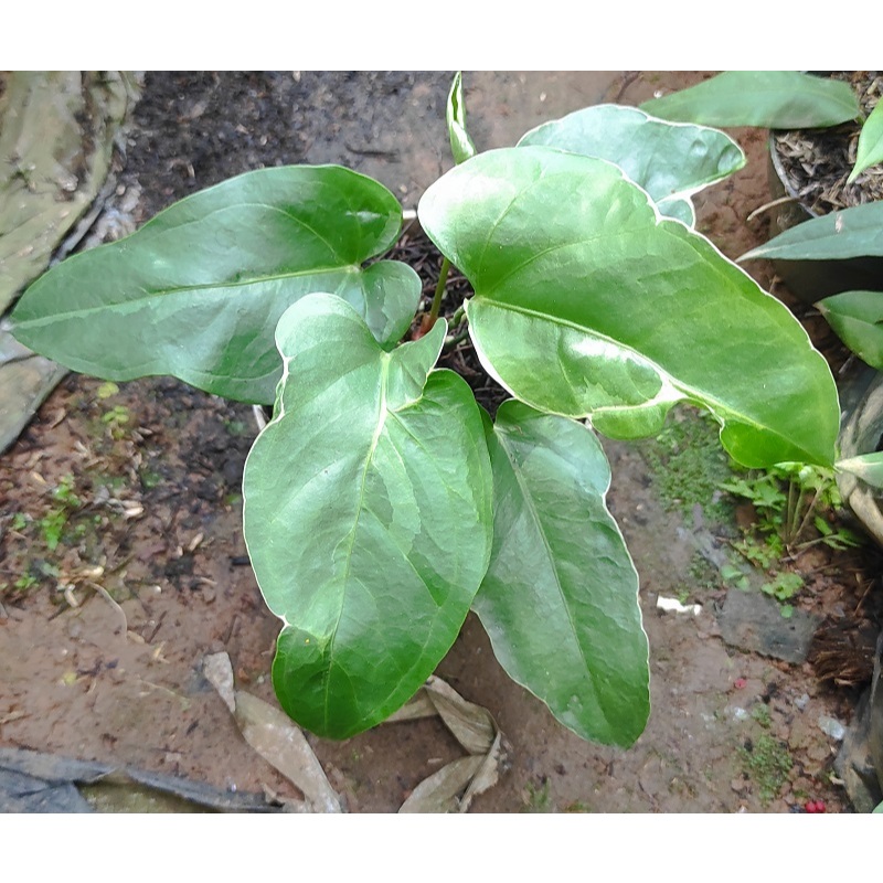 Anthurium Garuda Corong Variegata Mutasi / Anthurium Garong Varigata / Tanaman Hias Anthurium Garuda