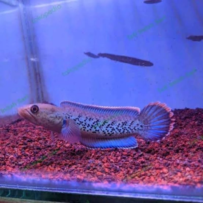 BABY CHANNA STEWART KARBIALONG UKURAN 3-5CM SORTIRAN