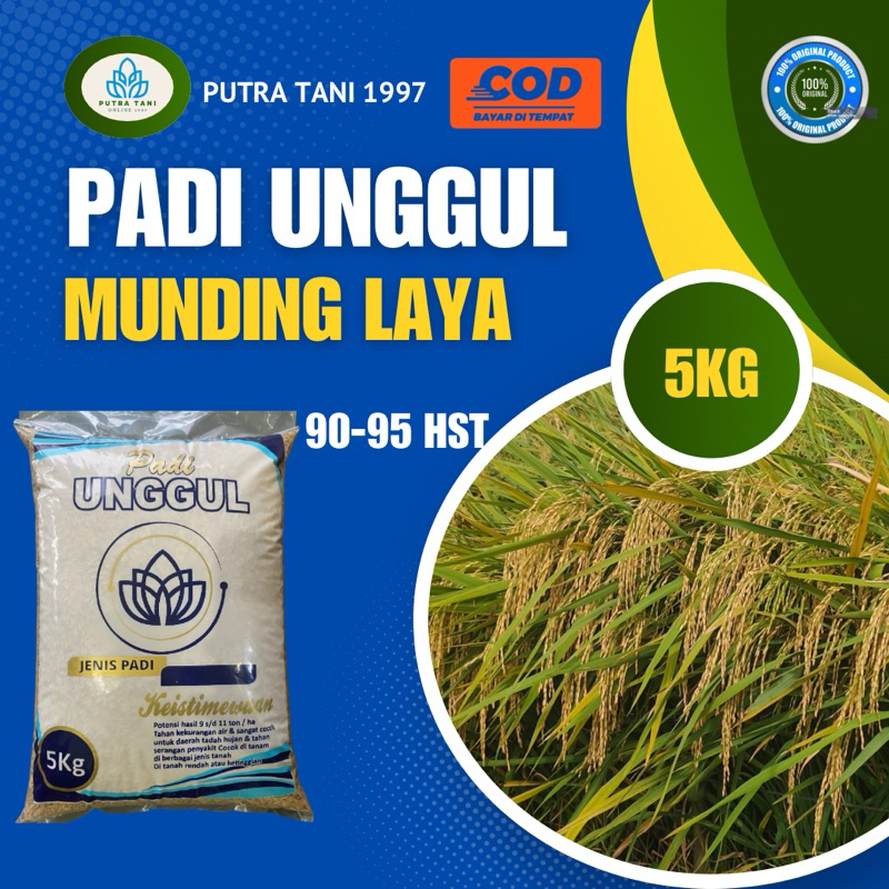 PADI UNGGUL MUNDING LAYA 5KG