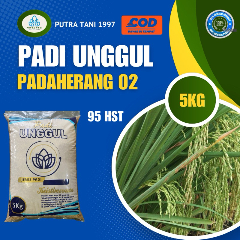 PADI UNGGUL PADAHERANG 02 BERKULITAS TINGGI