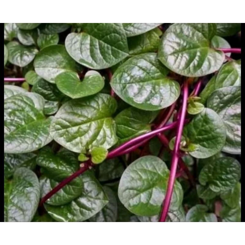

Daun binahong/gandola merah segar 1kg