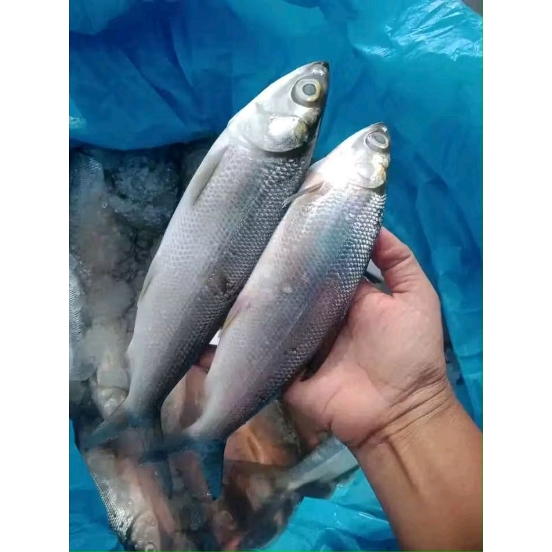 

Ikan Bandeng segar Ikan hasil laut segar 1kg