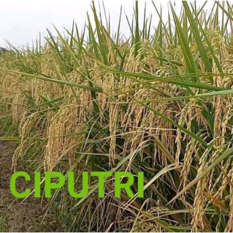 benih padi ciputri(1kg)