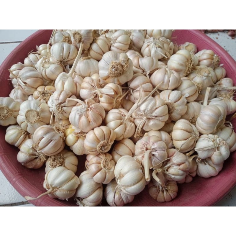 

BAWANG PUTIH SINCO