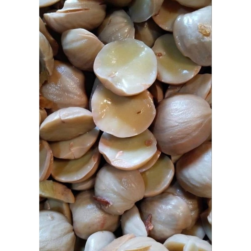 

JENGKOL/JENGKI TUA REBUS FRES SEGAR/ KG