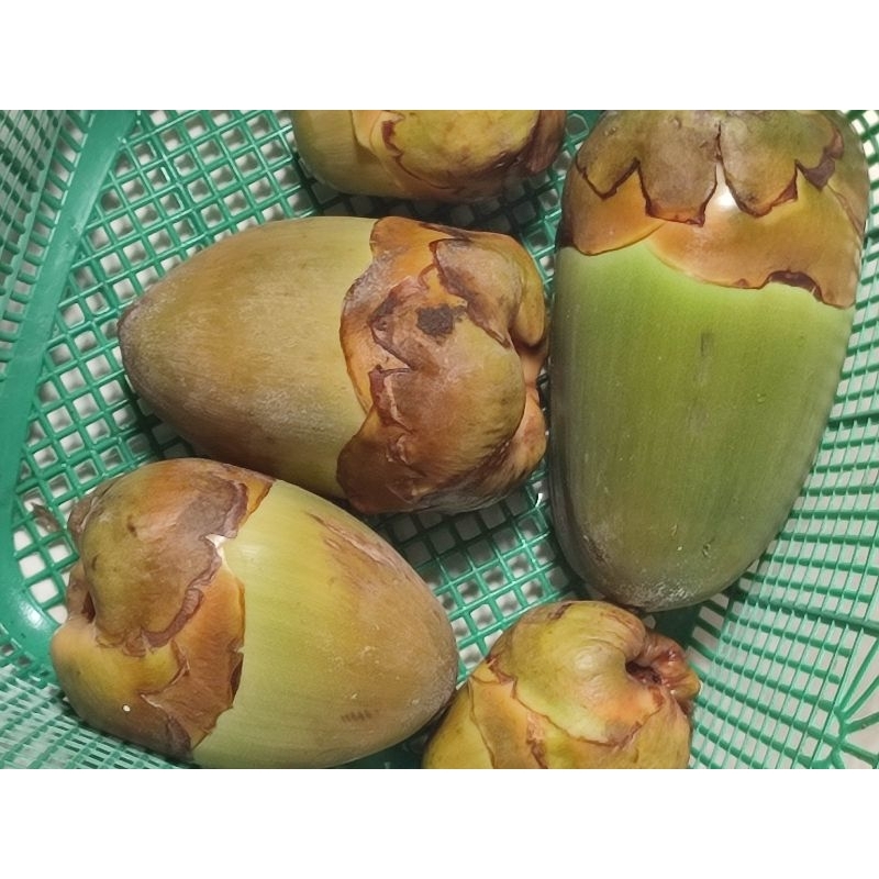

BELULUK Cembuluk Kelapa ukuran besar ~ Penurun Kadar Gula dalam Darah