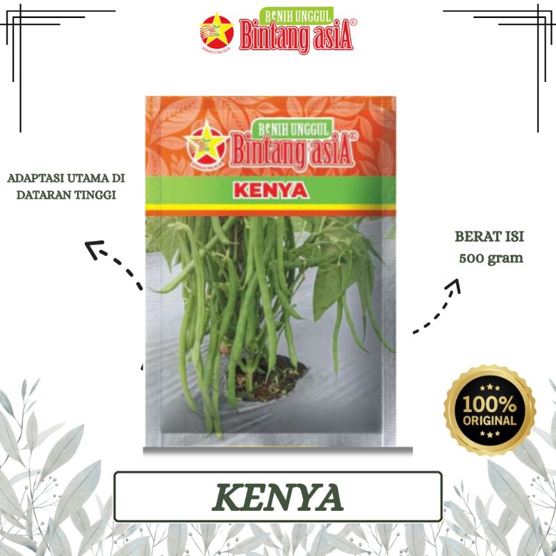 BENIH BUNCIS KENYA 500 GRAM BINTANG ASIA PT. BENIH CITRA ASIA