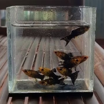 Ikan Molly Golden Black Cawang