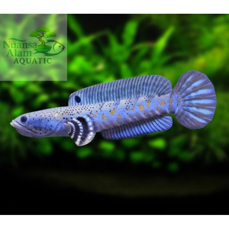 Channa Pulcra Grade A