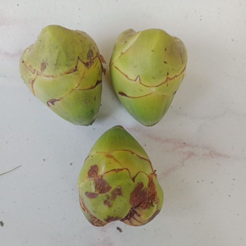 

Cembuluk Kelapa/Kelapa Kecil/Kakal Kelapa Muda