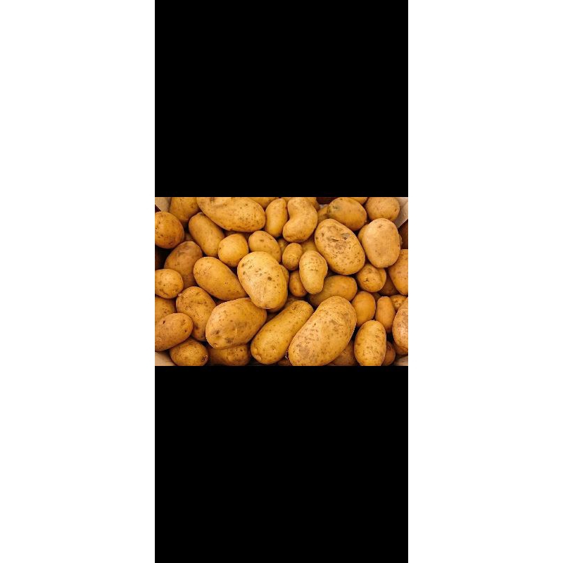 

kentang Dieng premium 1 kg
