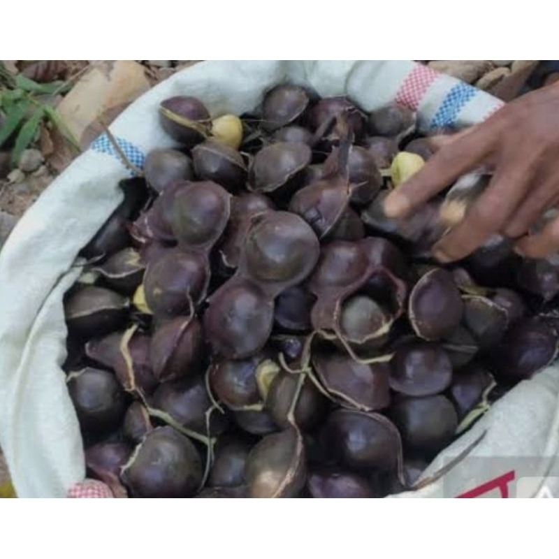 

jengkol muda segar/pilihan terbaik/blum di kupas 1kg siap kirim