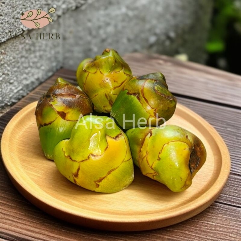 

Beluluk kelapa pentil kelapa tembuluk berkhasiat